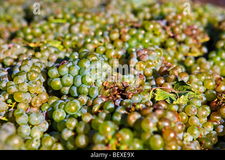 Les raisins fraîchement récoltés à Summerhill Pyramid Winery, un vignoble certifié biologique, Kelowna, Okanagan, Colombie-Britannique, Canada Banque D'Images