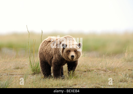 Stock photo d'un ourson de 1 an marche à travers un pré avec de l'herbe jaune, Lake Clark National Park, Alaska. Banque D'Images