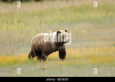 Stock photo d'un ourson de 1 an marche à travers un pré avec de l'herbe jaune, Lake Clark National Park, Alaska. Banque D'Images