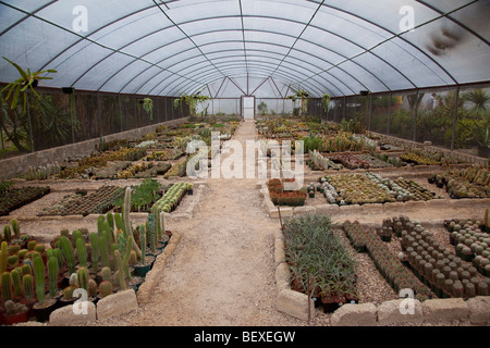 El Charco del cactus Jardin Botanique d'Ingenia Mexique Banque D'Images