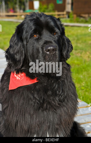 Ella le chien à Terre-Neuve Rifflin'Lodge l'attelage dans le sud du Labrador, Labrador, Canada. Banque D'Images