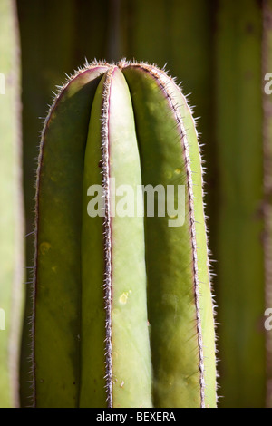 El Charco del Ingenia, Botanical Garden, San Miguel de Allende, Guanajuato, Banque D'Images