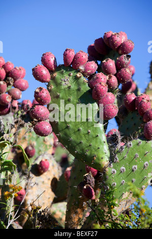 El Charco del Ingenia, Botanical Garden, San Miguel de Allende, Guanajuato, Banque D'Images