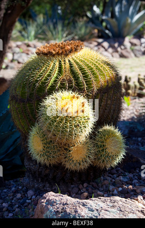 El Charco del Ingenia, Botanical Garden, San Miguel de Allende, Guanajuato, Banque D'Images