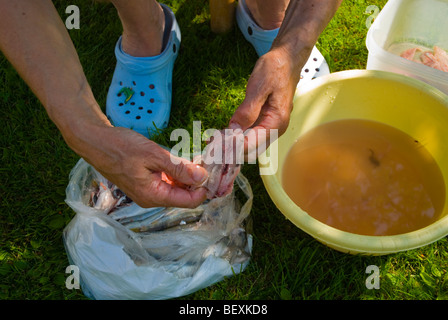 Woman cleaning le hareng de la Baltique dans le jardin en Finlande l'Europe Banque D'Images