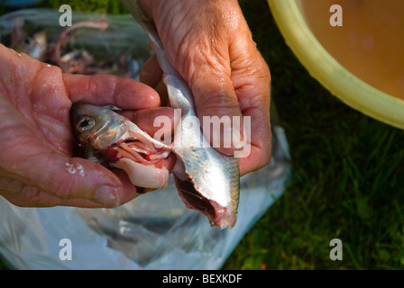 Woman cleaning le hareng de la Baltique dans le jardin en Finlande l'Europe Banque D'Images