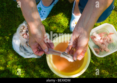 Woman cleaning le hareng de la Baltique dans le jardin en Finlande l'Europe Banque D'Images