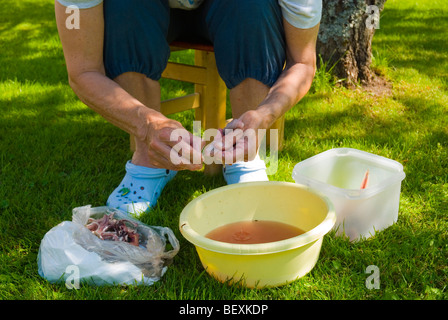 Woman cleaning le hareng de la Baltique dans le jardin en Finlande l'Europe Banque D'Images