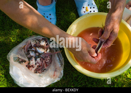 Woman cleaning le hareng de la Baltique dans le jardin en Finlande l'Europe Banque D'Images