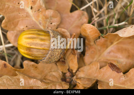 Un gros plan d'un gland tombé au sol entre les feuilles de chêne brun Banque D'Images