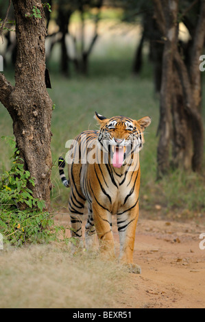 Tigre du Bengale afficher flehmen comportement dans les jungles de l'Inde dans la réserve de tigres de Ranthambore Banque D'Images