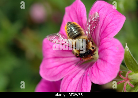 Grand jardin abeille coupeuse de femme (Megachile willughbiella : Megachilidae) nourriture dans un jardin géranium, UK Banque D'Images