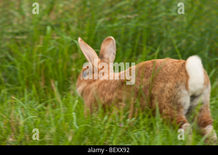 Lapin nain se sauve, à l'extérieur Banque D'Images
