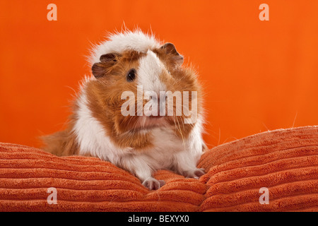 White-brown cochon assis dans décoration orange Banque D'Images