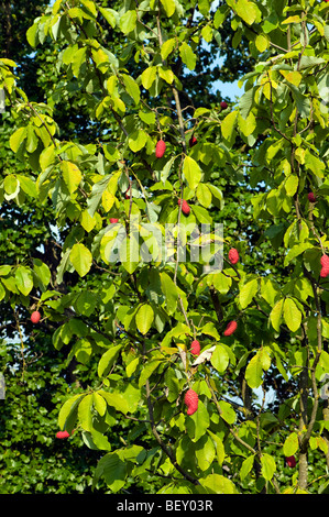 Magnoliaceae Magnolia obovata thunberg s.o fruits Asie Magnolie automne seedhead tête semences rose rose rouge collante orange Banque D'Images