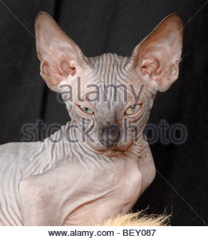 Sphinx Chat Nu Photo Stock Alamy