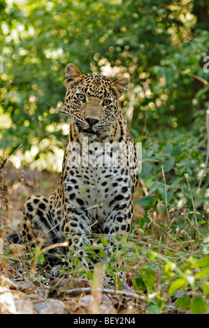 Leopard sur les pistes dans la réserve de tigres de Ranthambhore Banque D'Images