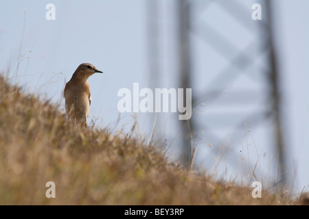 Traquet motteux (Oenanthe oenanthe) sur l'autre. Dorset, UK. Banque D'Images