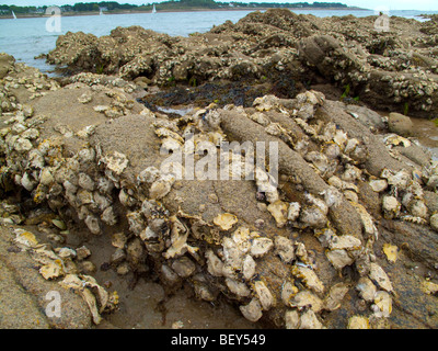 Les huîtres et coquillages sur les rochers à lowtide lors d'une plage à proximité de La Trinite Sur Mer, Bretagne, France Banque D'Images