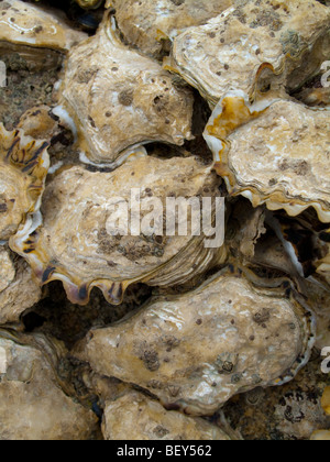 Les huîtres et coquillages sur la plage à proximité de La Trinite Sur Mer, Bretagne, France Banque D'Images