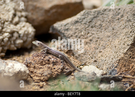 Western Canaries lizard à bronzer sur un rocher chaud près de volcan el Teide à Tenerife Banque D'Images