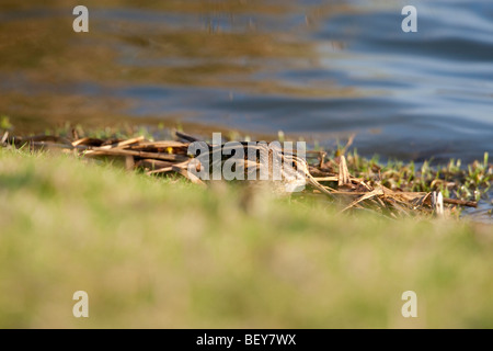 Lymnocryptes minimus - jack snipe de nourriture dans l'eau boue à côté Banque D'Images