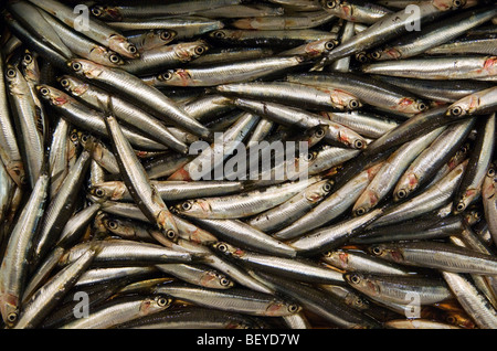 Marché de Rungis, dans la banlieue de Paris est le plus grand commerce de gros de la viande, du poisson et des légumes du marché dans le monde. Banque D'Images