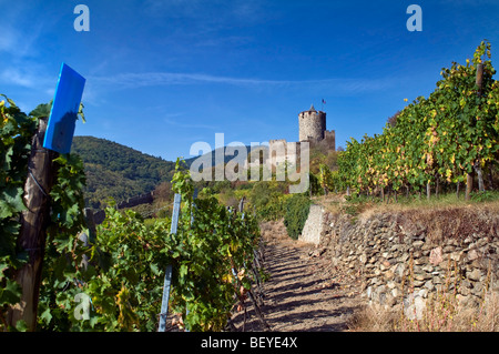 Le Château de Kaysersberg et vignobles grand cru Schlossberg Kaysersberg Alsace France Banque D'Images