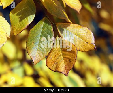 Un cladrastis kentukea Yellowwood ombre douce fabaceae capturés dans ses couleurs d'automne une couleur jaune très lumineux Banque D'Images