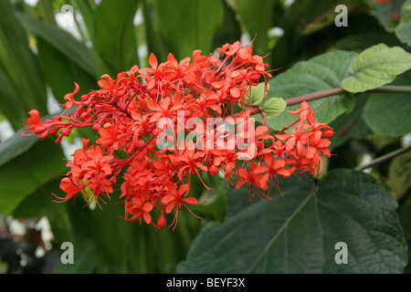 Clerodendron gloire flamboyante, Bower, Giant Salvia, Javanais Glorybower Pagode, fleur, Clerodendrum, speciosissimuum Lamiaceae Banque D'Images