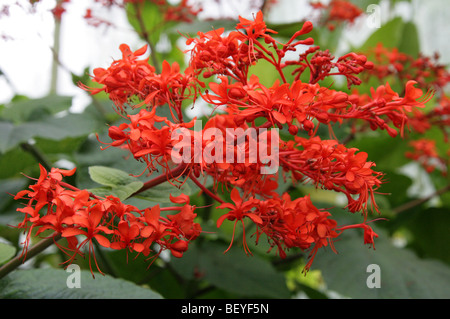 Clerodendron gloire flamboyante, Bower, Giant Salvia, Javanais Glorybower Pagode, fleur, Clerodendrum, speciosissimuum Lamiaceae Banque D'Images