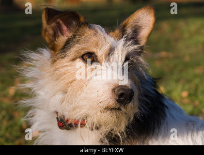 Anna Stevenson : Jack Russell Terrier (Canis familiaris) Bramble ayant été creuser dans la terre. Banque D'Images