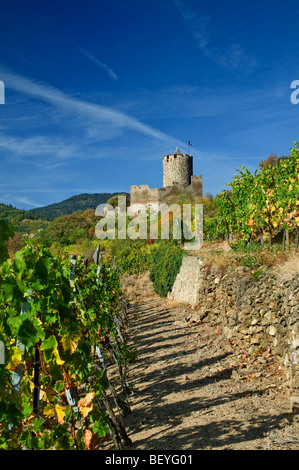 Le Château de Kaysersberg et vignobles grand cru Schlossberg Kaysersberg Alsace France Banque D'Images