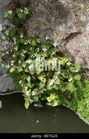 Plante caméléon Houttuynia cordata,, Saururaceae, Japon, Corée, Chine du Sud et en Asie du sud-est. Banque D'Images