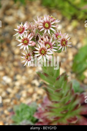 Sempervivum tectorum, Crassulaceae, de l'Ouest Europe centrale et du Sud Banque D'Images