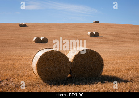 Scène de campagne couples de balles rondes de paille dans un champ de blé récolté sur des terres agricoles pendant la saison de récolte de septembre à la fin de l'été. Écosse Royaume-Uni Grande-Bretagne Banque D'Images