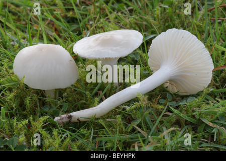 Snowy Waxcap - Hygrocybe virginea Banque D'Images