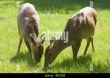 (Muntiacus reevesi Muntjac Deer). Le pâturage des femelles ; probablement mère fille et bien cultivé. Mère, à droite, de nouveau enceinte. Norfolk, Angleterre. Banque D'Images