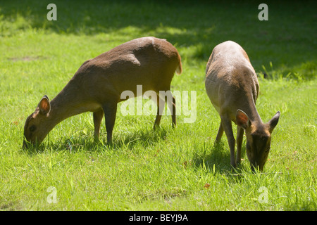 (Muntiacus reevesi Muntjac Deer). Deux femelles le pâturage. Peut-être mère et fille bien développé. En août. Norfolk, Angleterre. Banque D'Images