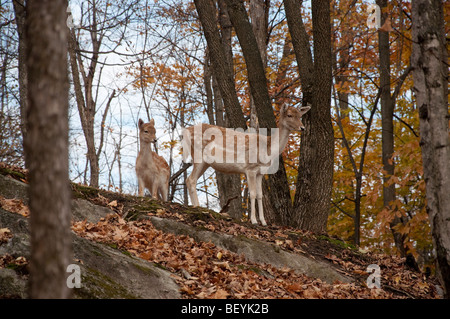 Une paire de daims au Parc Oméga au Québec Banque D'Images