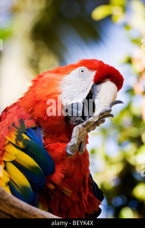 Un "Scarlet Macaw' perché sur une branche à l''San Diego Zoo' dans 'San Diego', 'California'. Banque D'Images