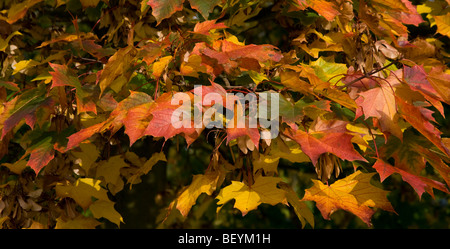 Les feuilles de platane à l'automne du soleil Banque D'Images