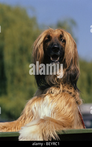 Lévrier Afghan (Canis lupus familiaris), portrait. Banque D'Images