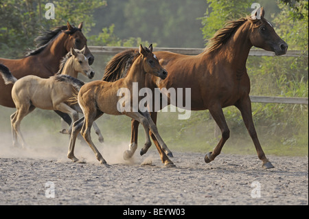 Cheval Arabe (Equus caballus), des juments avec poulains dans un enclos. Banque D'Images