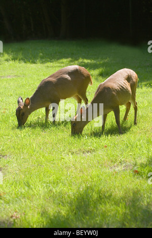 (Muntiacus reevesi Muntjac Deer). Deux femelles le pâturage. Peut-être mère et bien cultivé, fille d'août. Norfolk, Angleterre. Banque D'Images