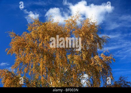 Les feuilles d'automne couleurs argent Bouleau Betula pendula Angleterre Banque D'Images