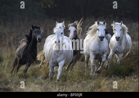 Poney Connemara (Equus caballus). Troupeau dans le galop sur une prairie. Banque D'Images