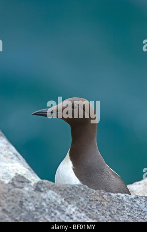 Guillemot (Uria aalge) . L'Écosse. UK. Banque D'Images