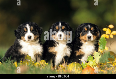 Bernois (Canis lupus familiaris), trois chiots assis sur un pré. Banque D'Images