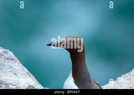 Guillemot (Uria aalge) . L'Écosse. UK. Banque D'Images